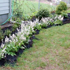 20 HEARTLEAF FOAMFLOWER White & Pink Tiarella Wherryi Coolwort Flower Seeds