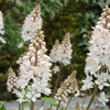 20 HEARTLEAF FOAMFLOWER White & Pink Tiarella Wherryi Coolwort Flower Seeds