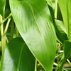 Golden Canna (Canna flaccida)