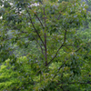 Persimmon Seedling 'Florida Native' (Diospyros virginiana)