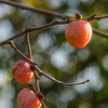 Persimmon Seedling 'Florida Native' (Diospyros virginiana)