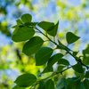 Persimmon Seedling 'Florida Native' (Diospyros virginiana)