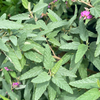 Florida Native Tea Duo: Yaupon Holly + Florida Native Tea Bush