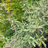 Florida Native Tea Duo: Yaupon Holly + Florida Native Tea Bush