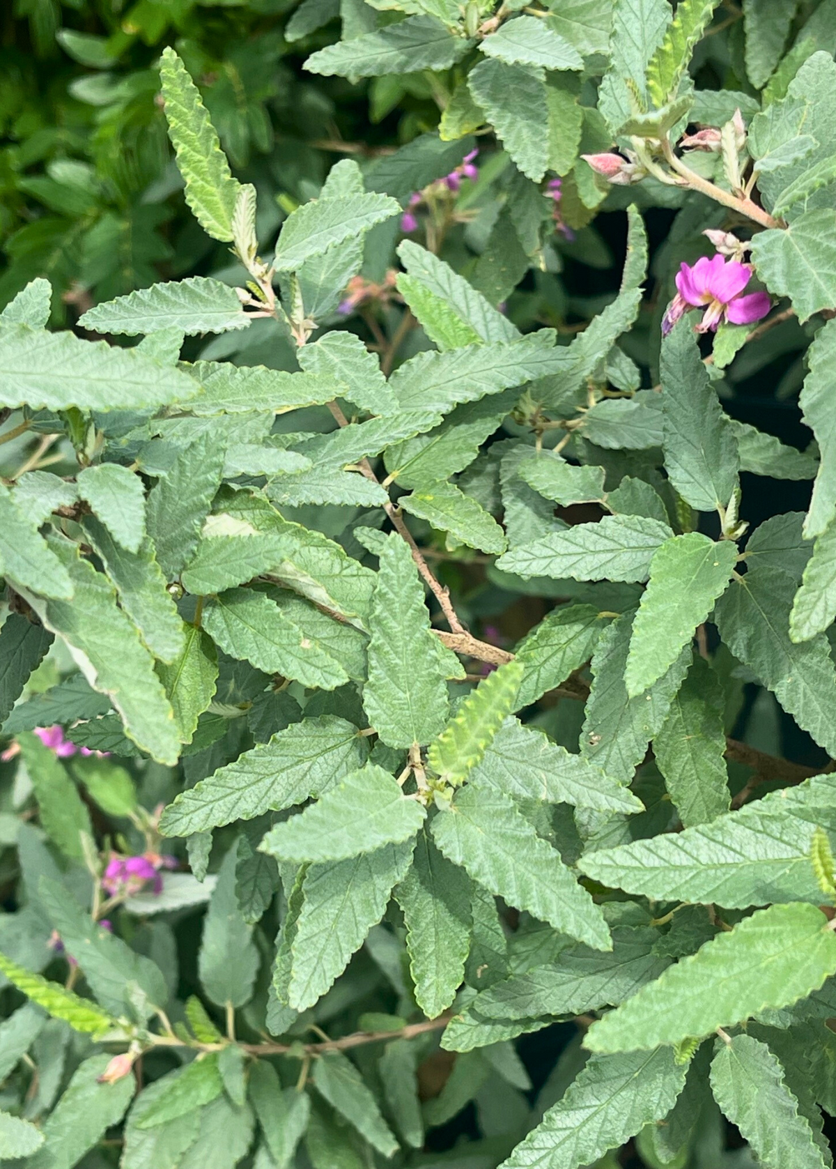 Forid Tea Florida Native Tea Bush (Melochia tomentosa) – The Plant Seed