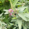 Florida Native Tea Bush (Melochia tomentosa)