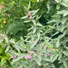 Florida Native Tea Bush (Melochia tomentosa)