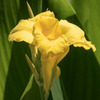 Golden Canna (Canna flaccida)