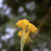 Golden Canna (Canna flaccida)