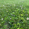 Bee Lawn Seed Kit - Easy Spread Shaker