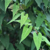 Fo-Ti, He Shou Wu (Polygonum multiflorum)