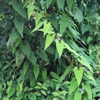 Fo-Ti, He Shou Wu (Polygonum multiflorum)