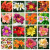 10 MIXED COLORS DAYLILY Hemerocallis Day Lily Fine Mix Red Purple Flower Seeds