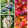 50 BLACK CHOKEBERRY Aronia Melanocarpa White Flower Fruit Shrub Seeds