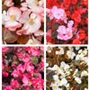 25 WAX MIXED BEGONIA Semperflorens Fibrous Mixed Colors Red Pink White Two Tone Shade Flower Seeds