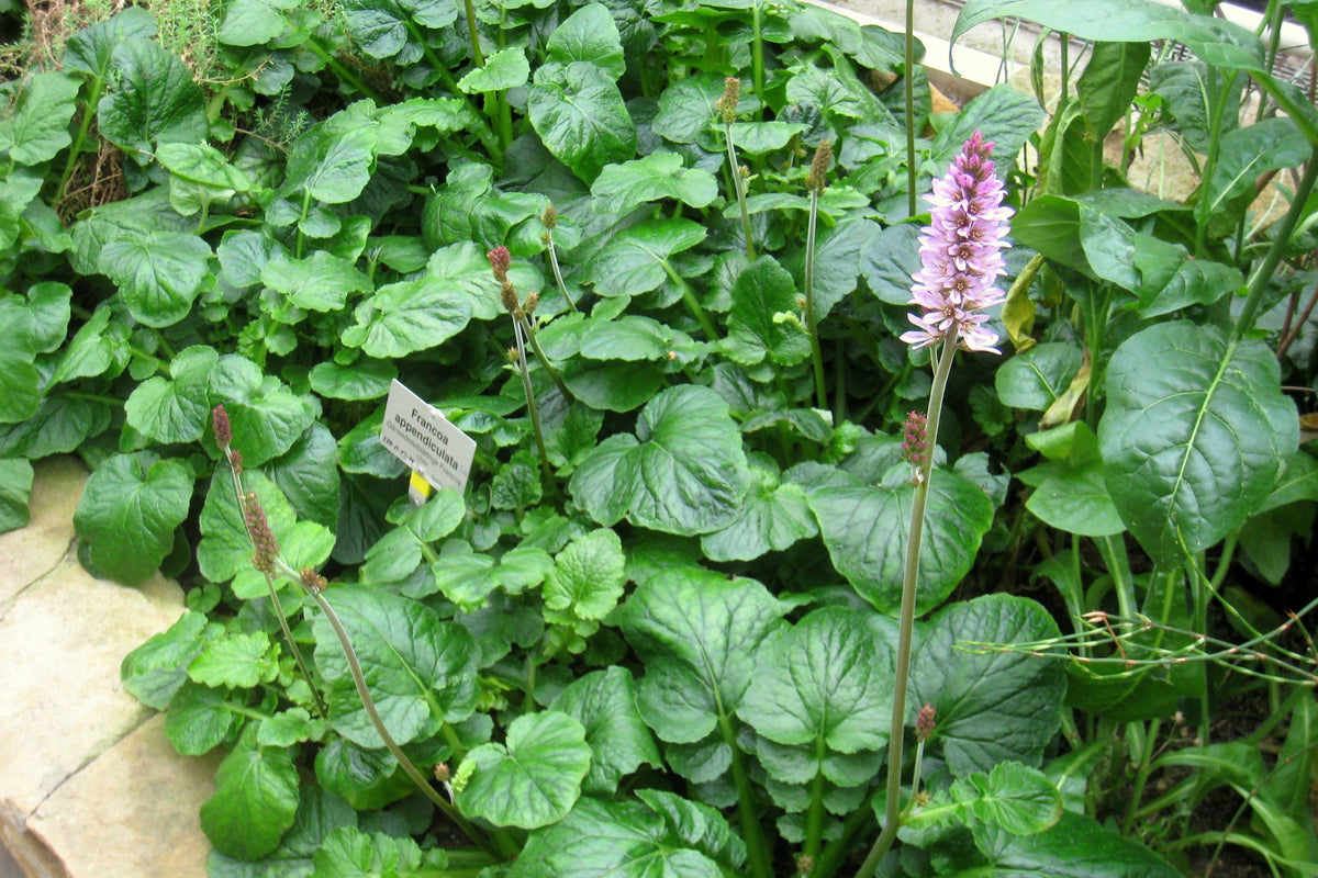 Bridal Wreath Seeds – White & Pink Francoa Appendiculata Flower Seeds for Part Shade – photo 3