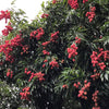 Lychee 'Mauritius' (Litchi chinensis)