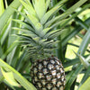 Pineapple Bundle: 'White Jade', 'Variegated Juicy', & 'Elite Gold'