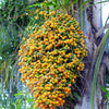 Jelly Palm (Butia capitata)