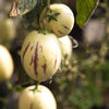 Pepino Dulce (Solanum muricatum)