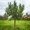 Fuji Apple Tree