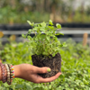 Spearmint (Mentha spicata)
