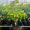 Avocado 'Lula' (Persia americana)