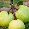 Guava 'Thai White' (Psidium guajava)