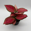 Aglaonema Red Zircon