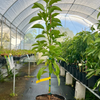 Avocado 'Donnie' (Persia americana)