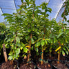 Soursop (Annona muricata)
