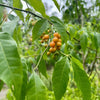 Chal Chal (Allophylus edulis)