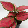 Aglaonema Red Zircon