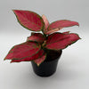 Aglaonema Red Zircon