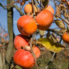 Persimmon 'Fuyu' (Diospyros kaki)