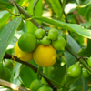 Gamboge (Garcinia xanthochymus)