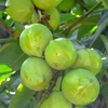 Gamboge (Garcinia xanthochymus)