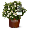 ScentAmazing® Gardenia