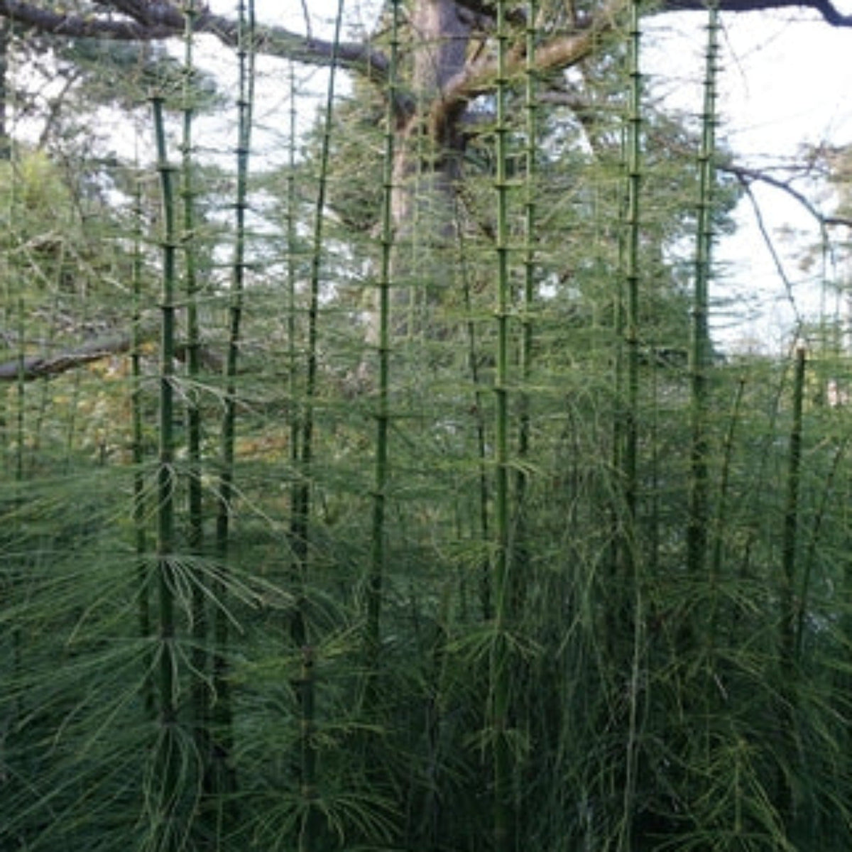 Giant Reed Stock Fodder Giant Horsetail Reed – The Plant Seed