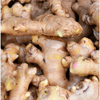 Ginger, Yellow (Zingiber officinale)