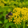 Wild Sunshine™ – Golden Alexander (Zizia aurea) Native Wildflower Seed Pollinator-Friendly, Perennial Ecotype