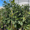 Jackfruit Tree Bundle: 'Golden Nugget' & 'Orange Crush'