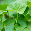 Adaptogen Herb Bundle: Gotu Kola, Skullcap, Ashwagandha, Tulsi