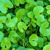 Gotu Kola (Centella asiatica)