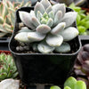 Graptopetalum Petal