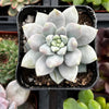 Graptopetalum Petal