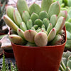 Graptoveria Bashful