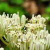 50 GREAT INDIAN PLANTAIN Cacalia Muhlenbergii White Flower Seeds