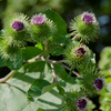 Greater Burdock (Arctium lappa)
