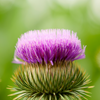 Greater Burdock (Arctium lappa)